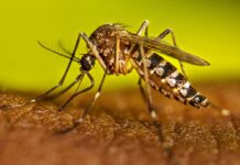 Ministerio de Salud mantiene bajo control el dengue y otras enfermedades priorizadas en el país