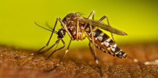 Ministerio de Salud mantiene bajo control el dengue y otras enfermedades priorizadas en el país
