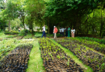 Digecac realizará Primer Festival de Plantas 2026