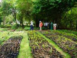 Digecac realizará Primer Festival de Plantas 2026