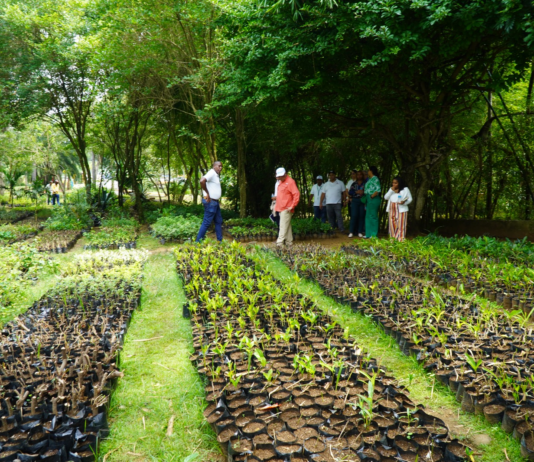 Digecac realizará Primer Festival de Plantas 2026