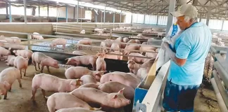 Productores de cerdo amenazan con protestas y exigen frenar importaciones para proteger producción local
